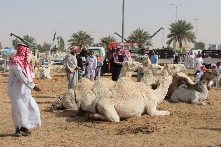 Buraidah Saoedi Arabië Kamelenmarkt