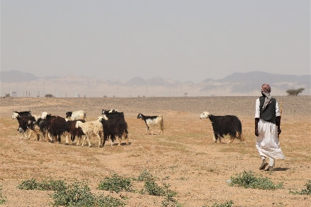 Klimaatinformatie Saoedi Arabië