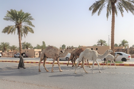 Kamelenmarkt Buraidah Al Qassim Saoedi Arabië