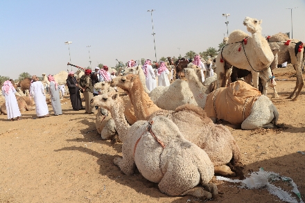 Rondreis Buraidah Al Qassim Saoedi Arabië