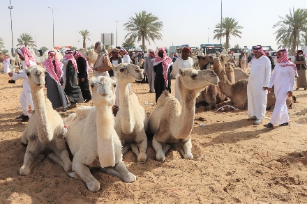 Buraidah kamelenmarkt Saoedi Arabië