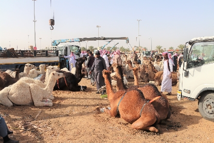 Kamelenmarkt Buraidah Al Qassim Saoedi Arabië