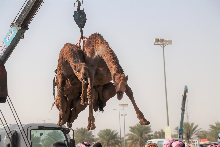 Kamelenmarkt Buraidah Al Qassim Saoedi Arabië