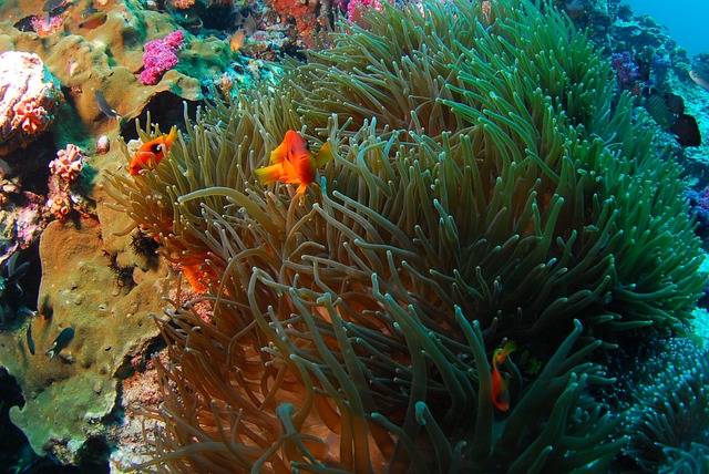 Yanbu Saoedi Arabië Rode Zee Duiken Snorkelen