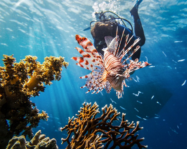 Yanbu Saoedi Arabië Rode Zee Duiken Snorkelen