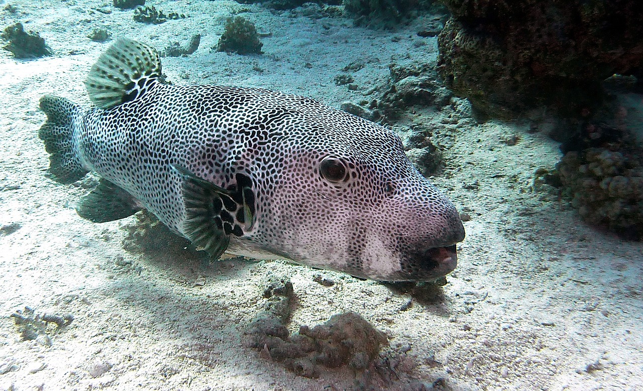 Rode Zee Duiken Saoedi Arabië Snorkelen