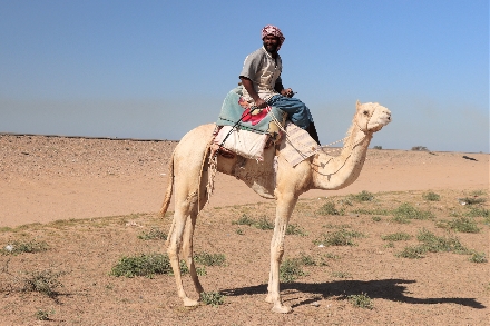 Bedoeïenen Saoedi Arabië Kameeltocht Woestijn