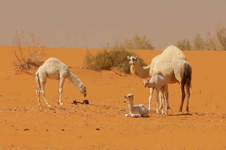 Woestijn Kamelen Saoedi Arabie