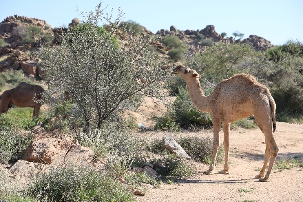 Al Baha Saoedi Arabië Rondreis Kameel