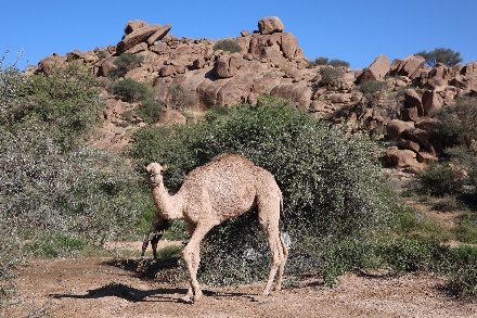 Al Baha Saoedi Arabië Maatwerk Reis