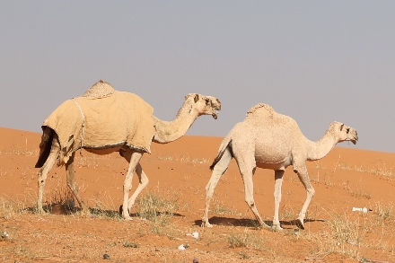 Buraidah Saoedi Arabië Woestijn