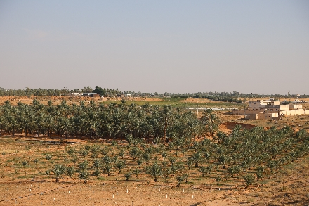 Unayzah Dadels Markt Saoedi Arabië