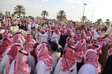 Kamelenmarkt Buraidah Saoedi Arabië Camelmarket