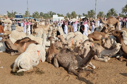 Kamelenmarkt Buraidah Saoedi Arabië Camelmarket