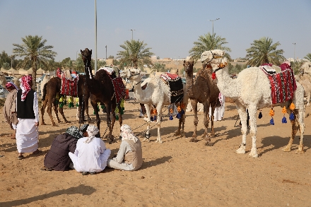 Kamelenmarkt Buraidah Saoedi Arabië Camelmarket