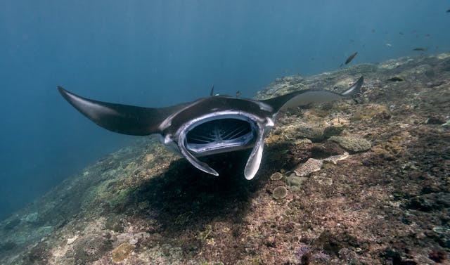 Duiken Snorkelen Rode Zee Saoedi Arabië