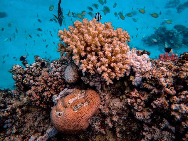 Duiken Snorkelen Rode Zee Saoedi Arabië