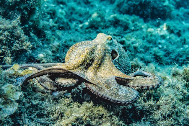 Duiken Snorkelen Rode Zee Saoedi Arabië