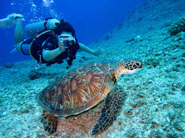 Duiken Snorkelen Rode Zee Saoedi Arabië