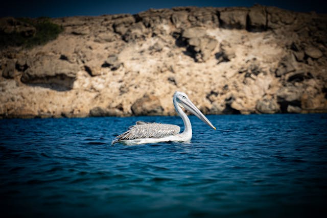 Farasan Eilanden Saoedi Arabië Jizan